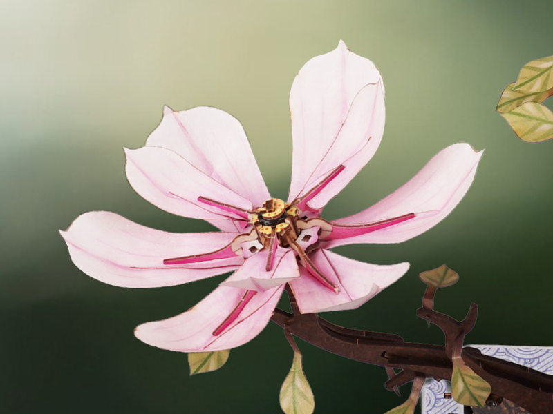 Magnolia flower for the Shared belonging stage