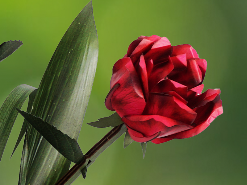 Rose flower for the Passion in bloom stage