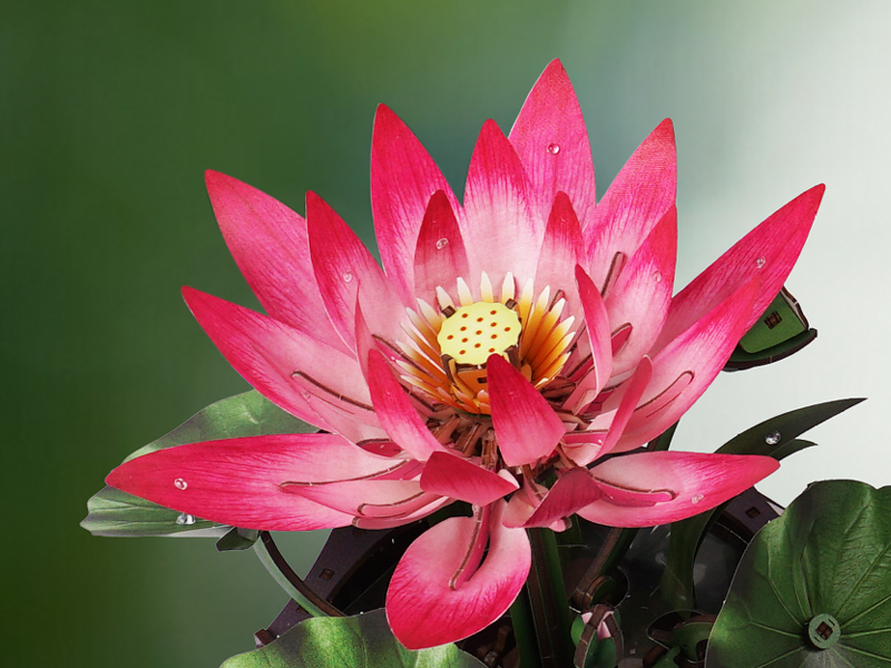 Lotus flower for the Steady ground stage