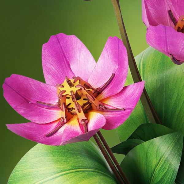 Tulip flower for the Budding feelings stage